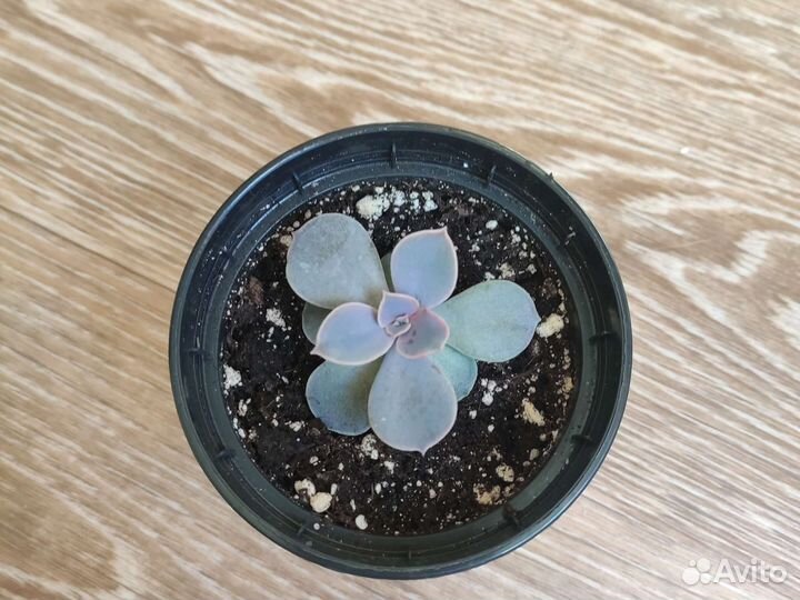 Ехеверия лиловая