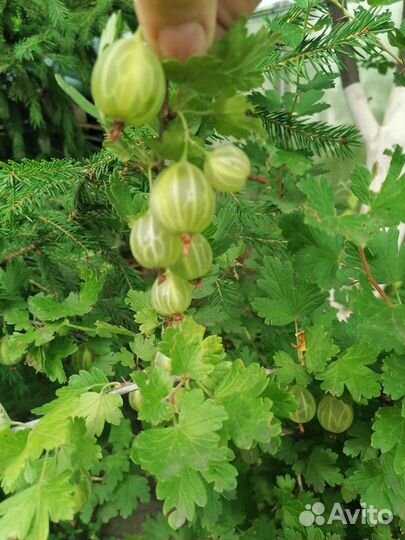 Крыжовник крупный зеленый шипованный