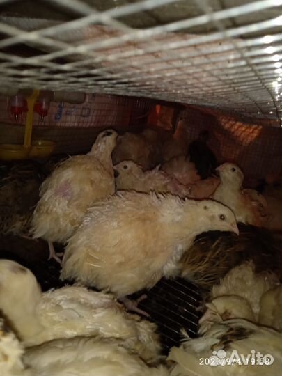 Перепела продажа