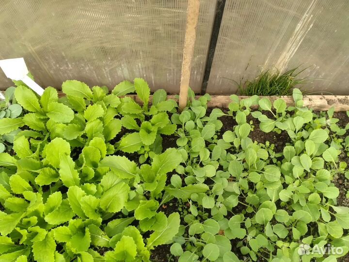 Рассада капусты