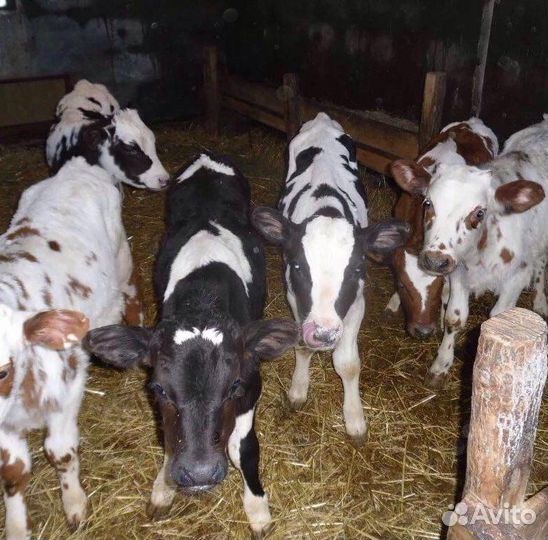 Телята бычки