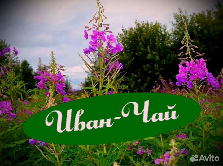 Иван-чай 2023, кипрей, без добавок, 1000 грамм