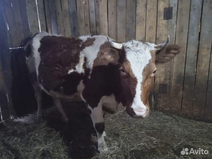 Продам корову. молодая. Первым телком.60000. Елена