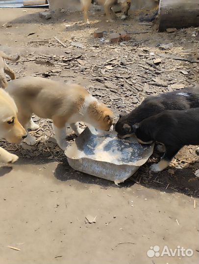 Щенки сторожевые