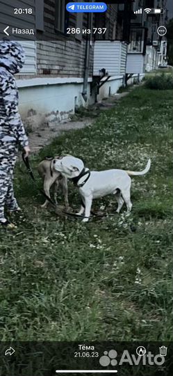 Щенки стаффорда