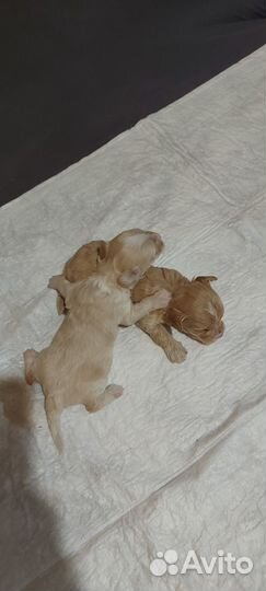 Щенки мальтипу f1 мини