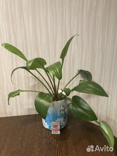 Комнатные растения