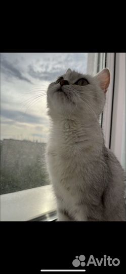 Британская кошка в дар