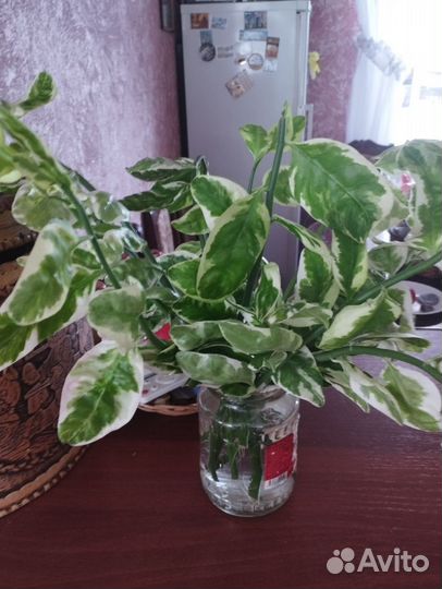 Цветок педилантус