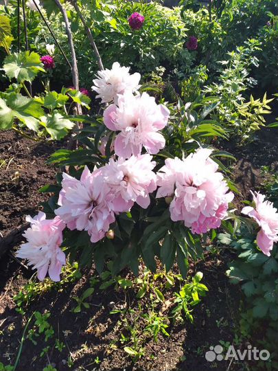 Пионы, флоксы многолетние