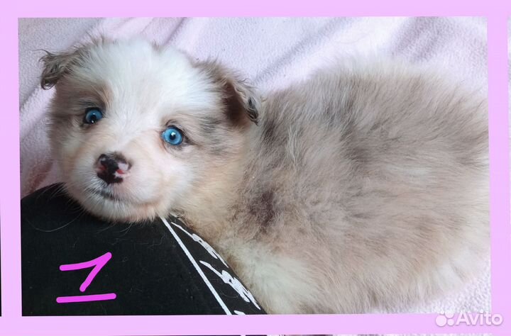 Щенки бордер колли