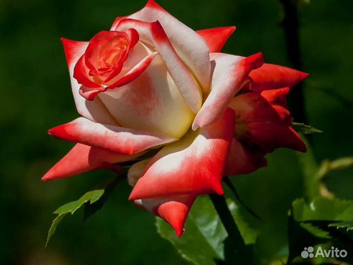 Кустовые розы (Саженцы) цветы