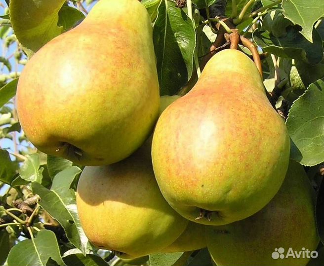 Саженцы груши Лада