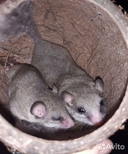 Бельчата африканской сони (цена за пару)