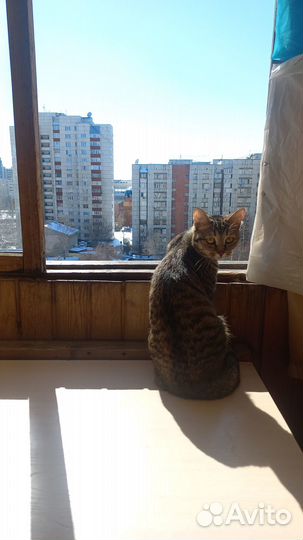 Отдам в добрые руки кошку