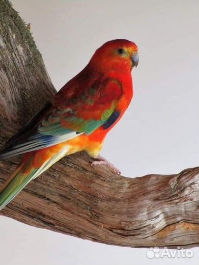 Попугай розелла