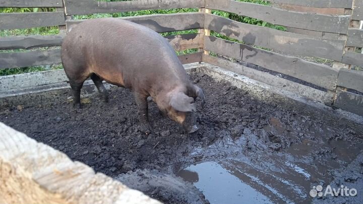 Поросята Дюрок и Пьетрен. Семя хряков