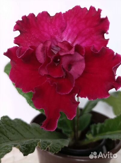 Семена стрептокарпусов