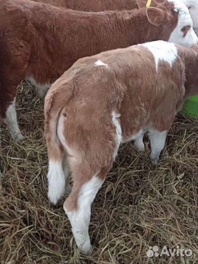 Бычки и телята