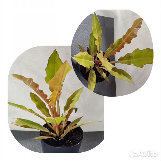 Комнатные растения, Аихризон, Сингониум