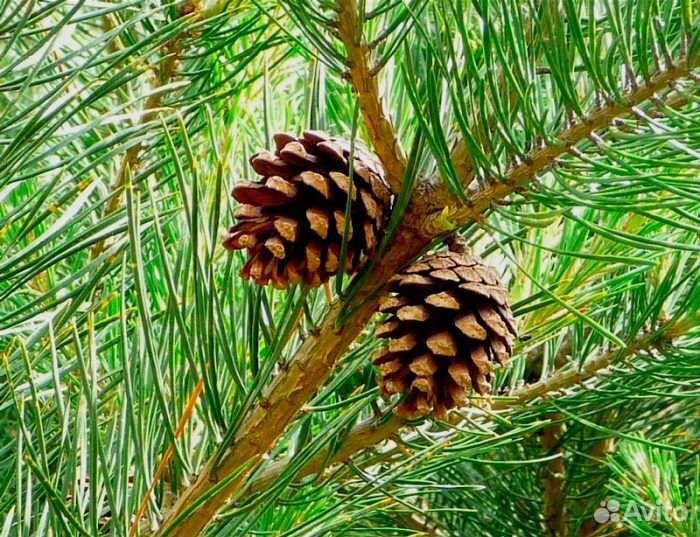 Семена сосны