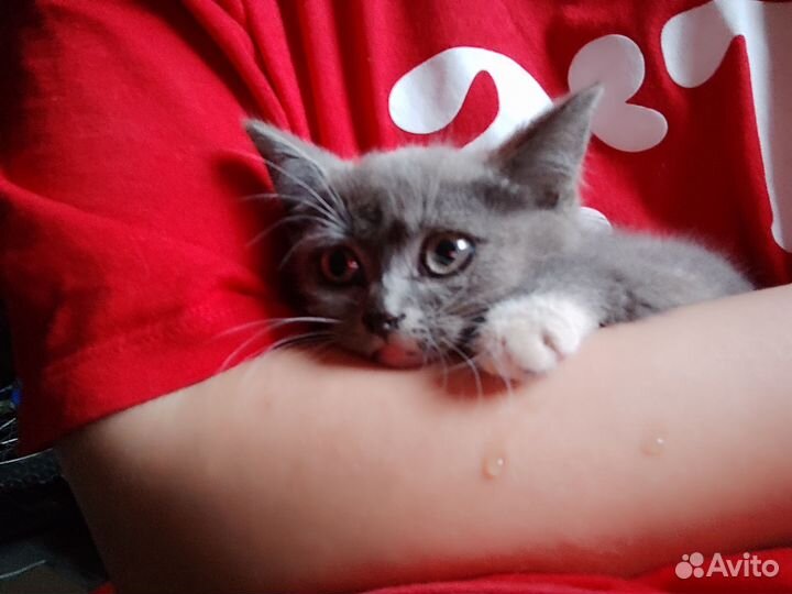 Кошка в дар