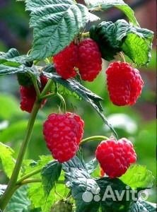 Саженцы малины, ежевика, и ягодных кустарников