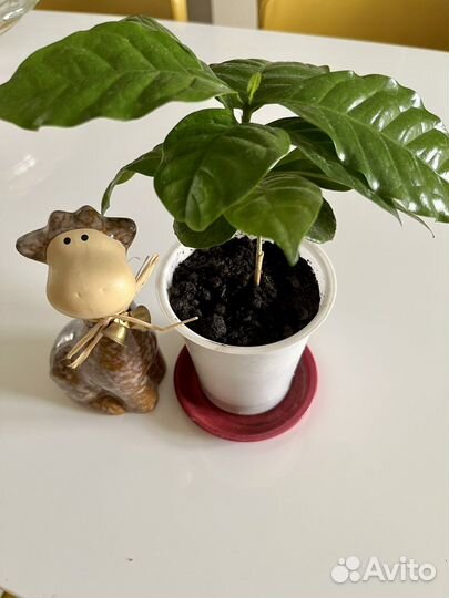 Цветок комнатный Кофе арабика