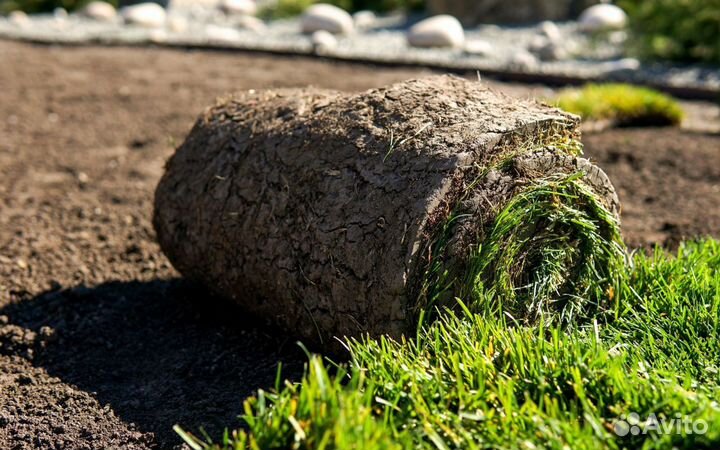 Газон рулонный в розницу