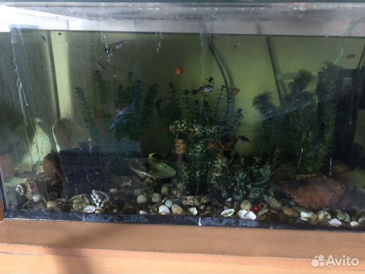 Аквариум