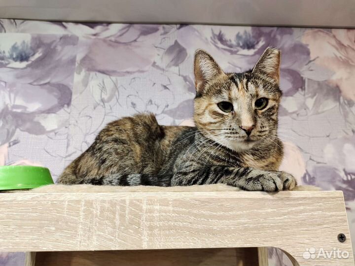 Кошка в добрые ручки