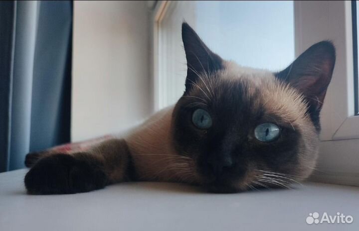 Сиамский кот на вязку