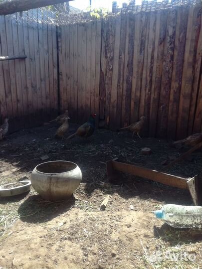 Инкубационное яйцо фазана