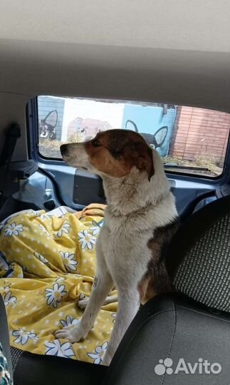 Бездомный пёсик ждёт семью, хороший охранник