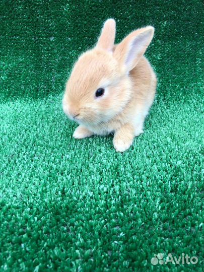 Кролики мясистая порода