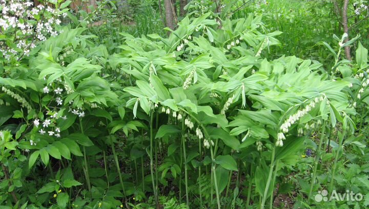 Купена саженец