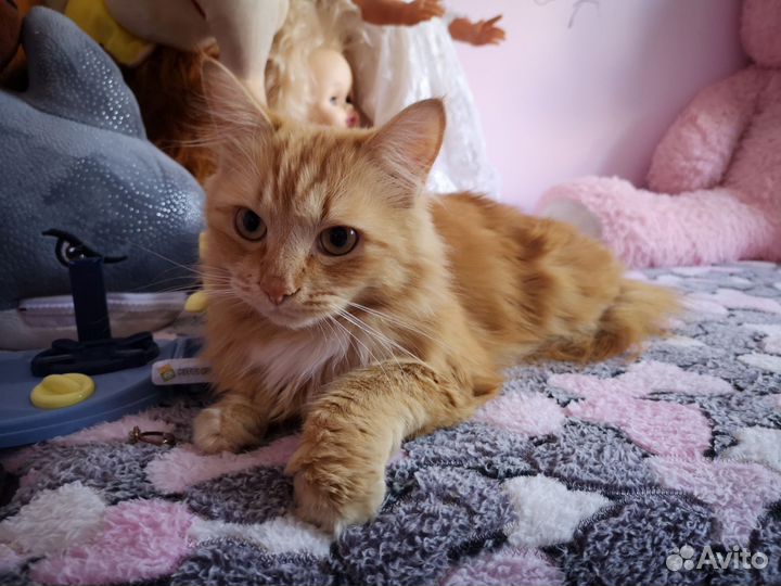 Отдам кота в добрые руки