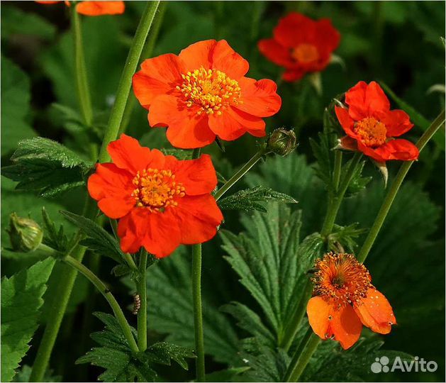 Анютины глазки маргаритки многолетнее растение