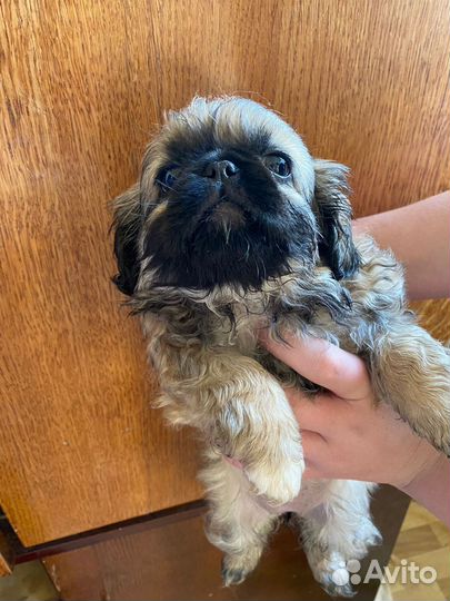 Щенки пекинеса