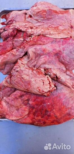 Корм для собак