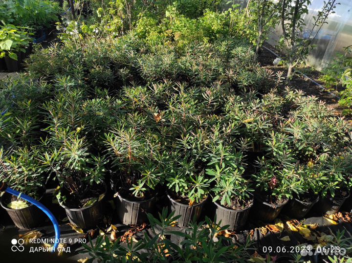 Молочай миндалевидный