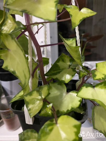 Крестовник крупноязычковый