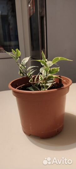 Фикус растение комнатное