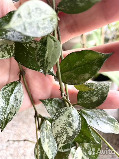 Хойя Аустрализ Лиза