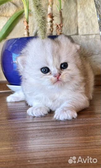 Британские котята