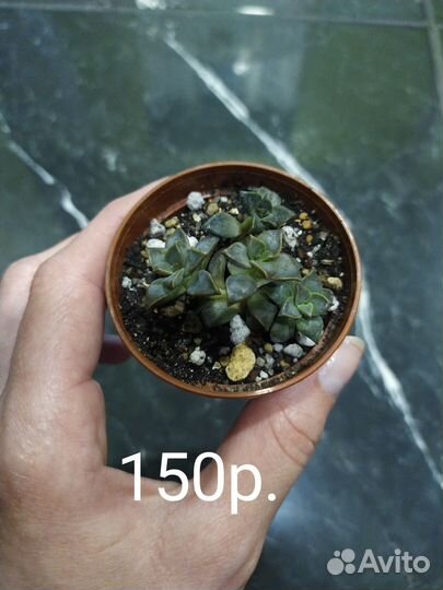 Суккуленты