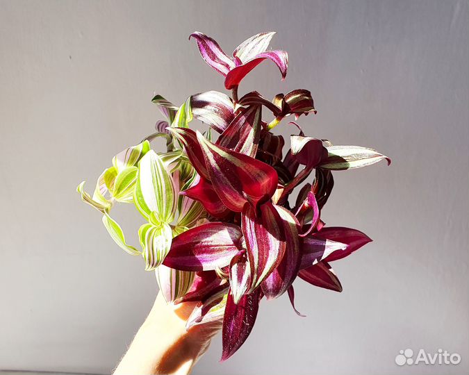 Черенки традесканции охапкой букетом