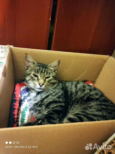 Котишка Тишка хочет быть домашним