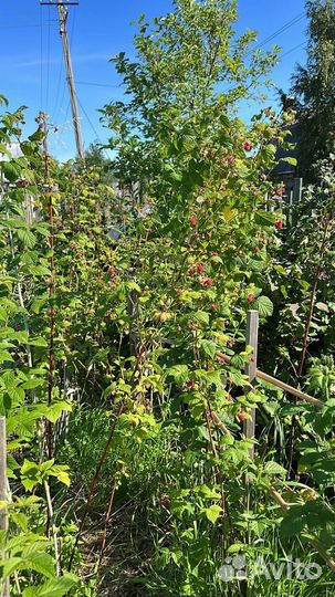 Саженцы малины