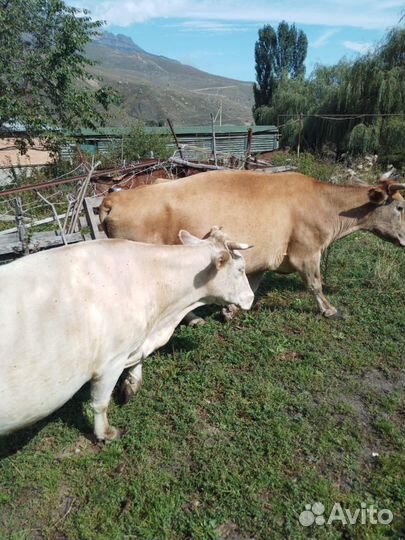 Домашние животные